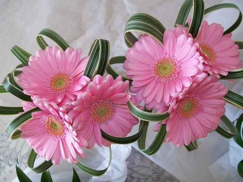 Pink Gerbera Daisies — Calm, Photograph, Green Leaves, White Paper