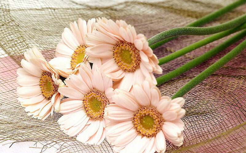 Pink Gerbera Daisies — Calm, Photograph, Green Stems