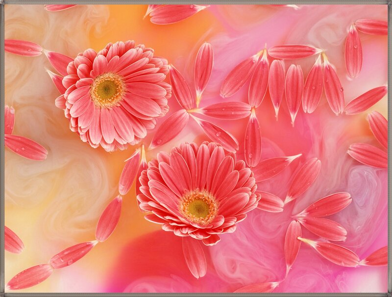 Pink Gerbera Daisies — Calm, Photograph, Petals