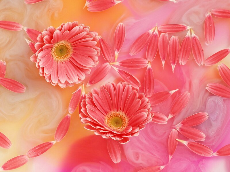 Pink Gerbera Daisies — Calm, Photograph, Petals, Water, Background, Orange