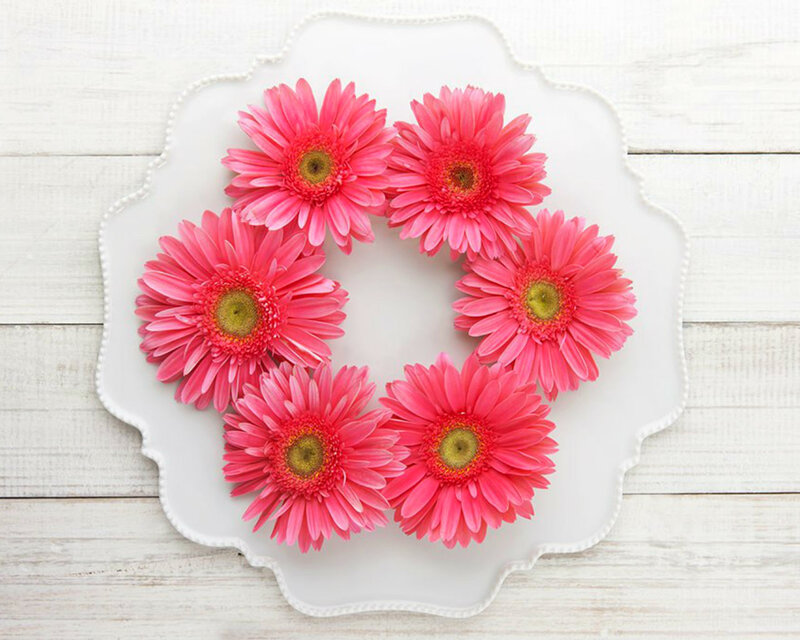 Pink Gerbera Daisies — Calm, Photograph, Plate