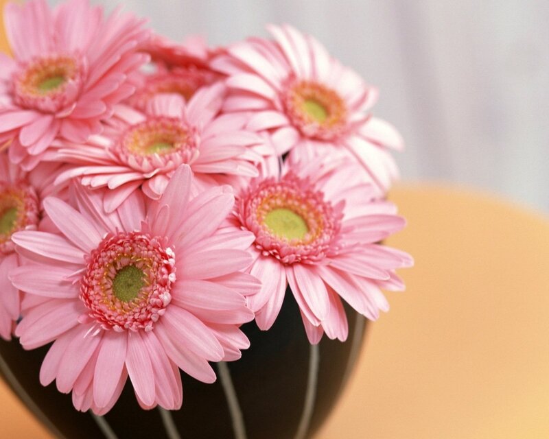 Pink Gerbera Daisies — Calm, Photograph, Vase, Table, Green
