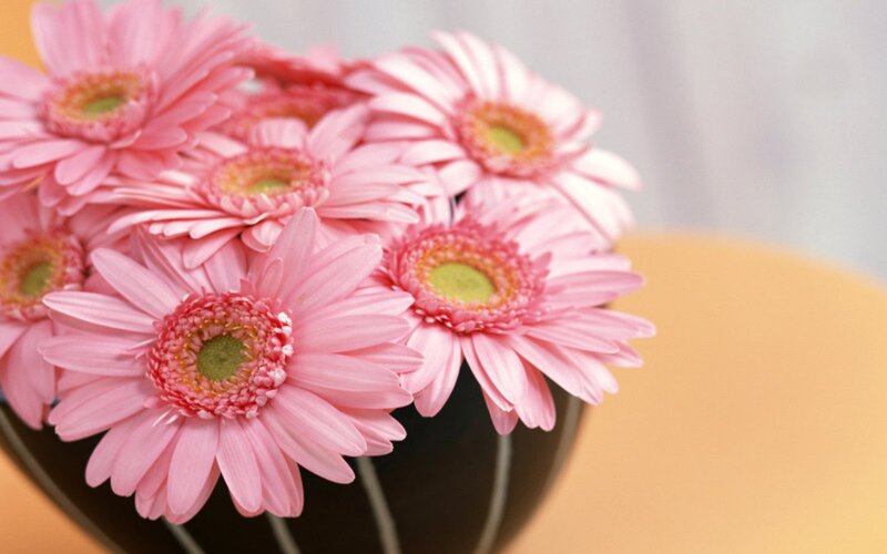 Pink Gerbera Daisies — Calm, Photograph, Vase, Table