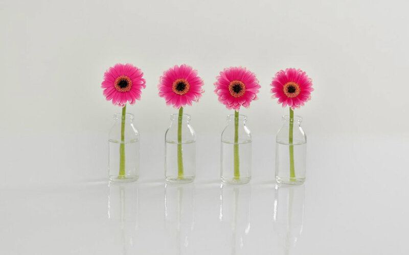Pink Gerbera Daisies — Calm, Photograph, Vases