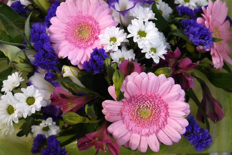 Pink Gerbera Daisies — Calm, Photograph, White Daisies