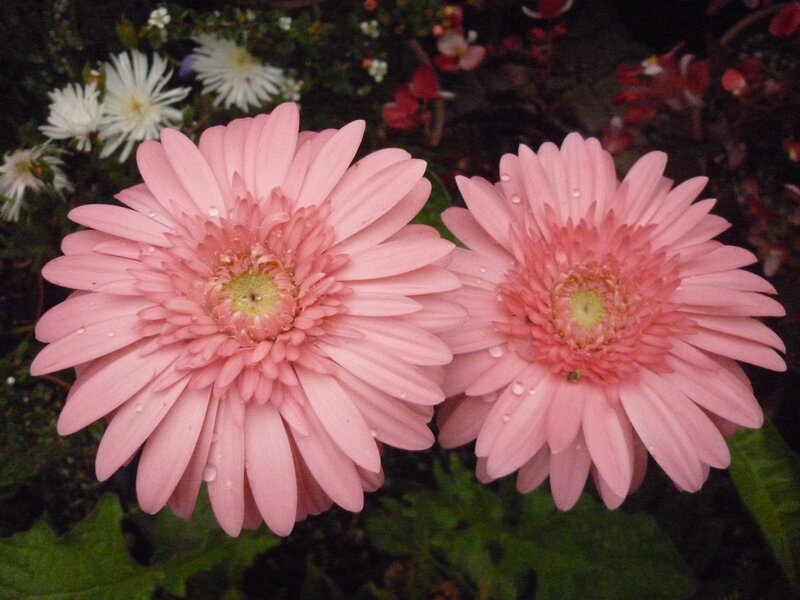 Pink Gerbera Daisies — Calm, Photograph, White Flowers