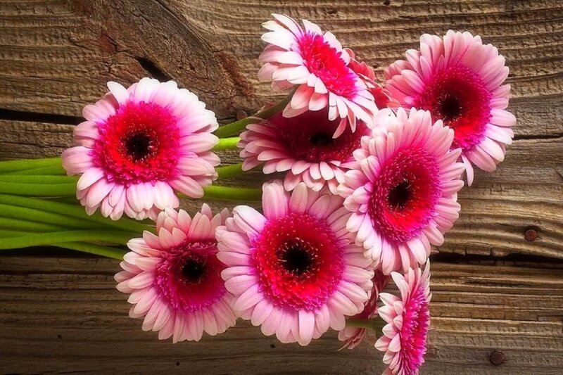 Pink Gerbera Daisies — Calm, Photograph, Wooden Surface