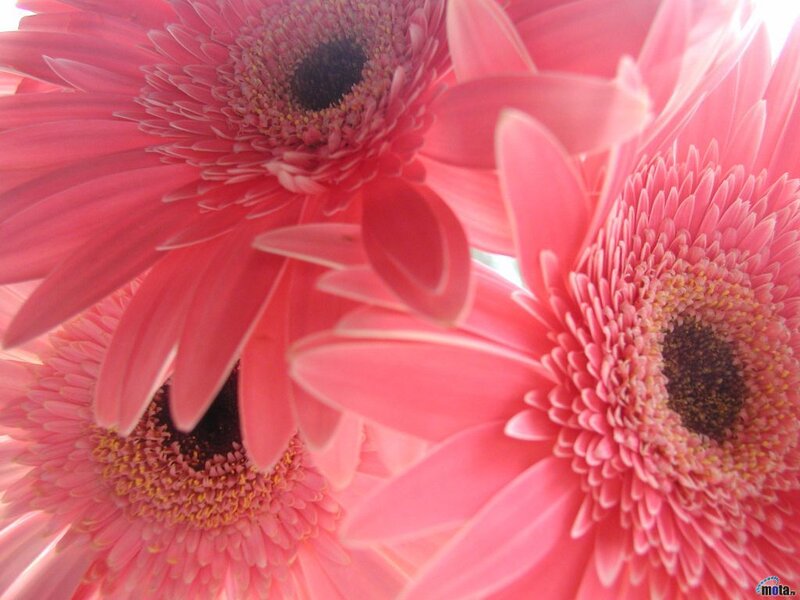 Pink gerbera daisies close-up