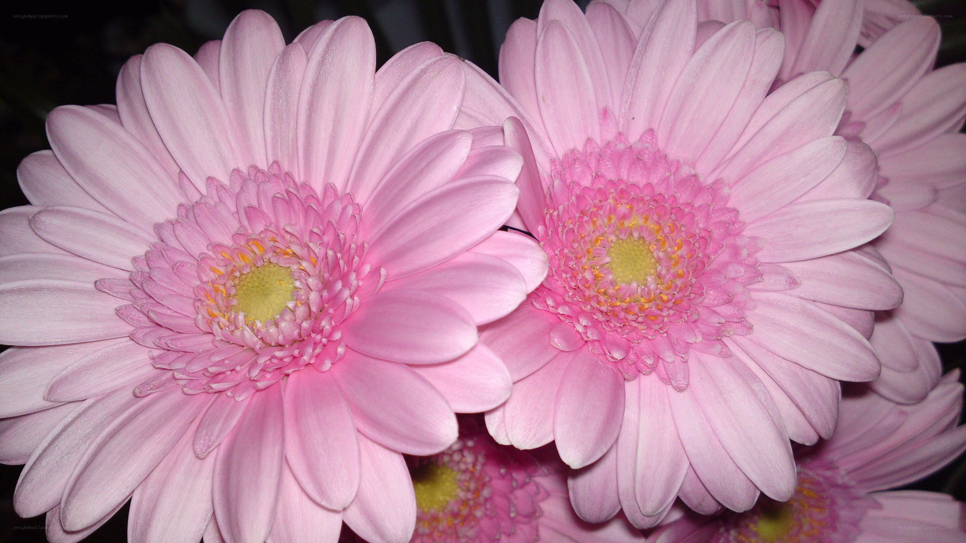 Pink gerbera daisies close-up