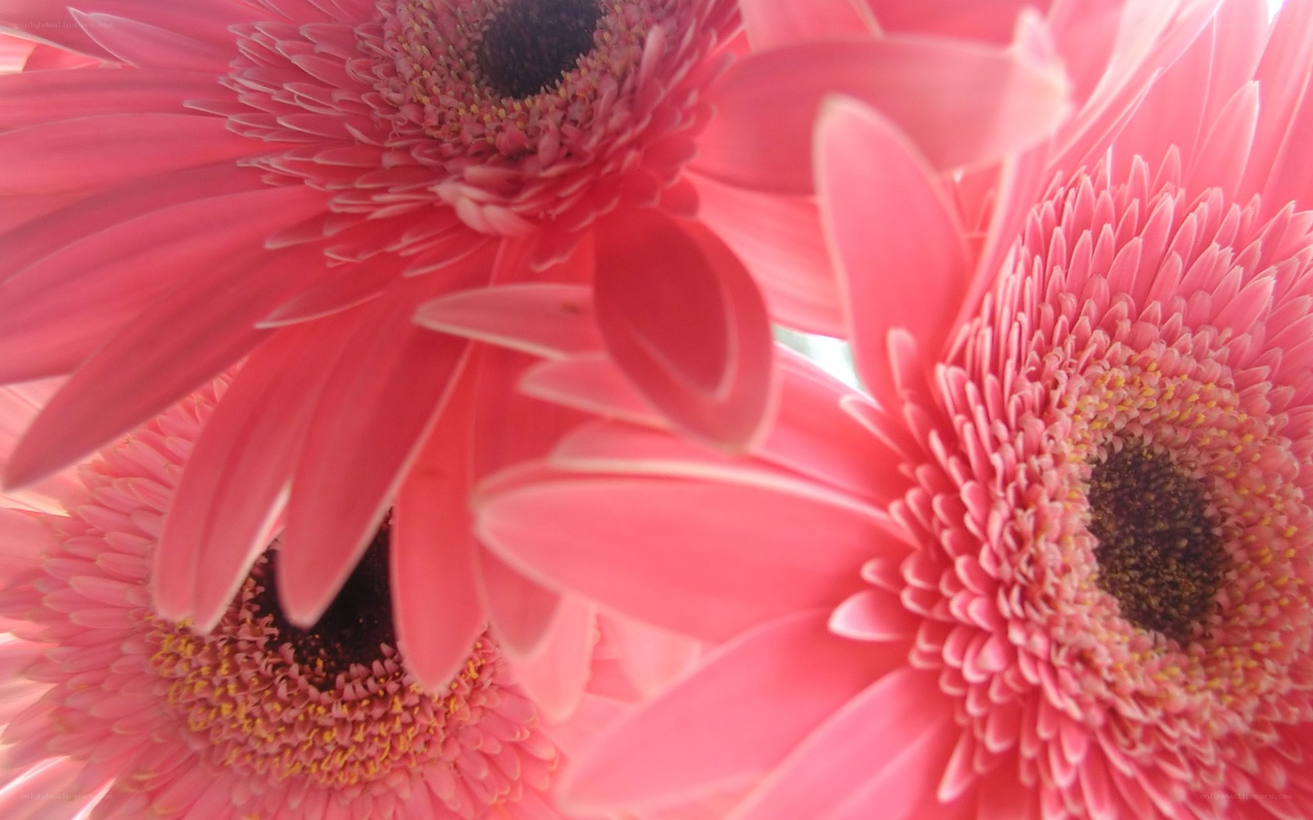Pink gerbera daisies close-up
