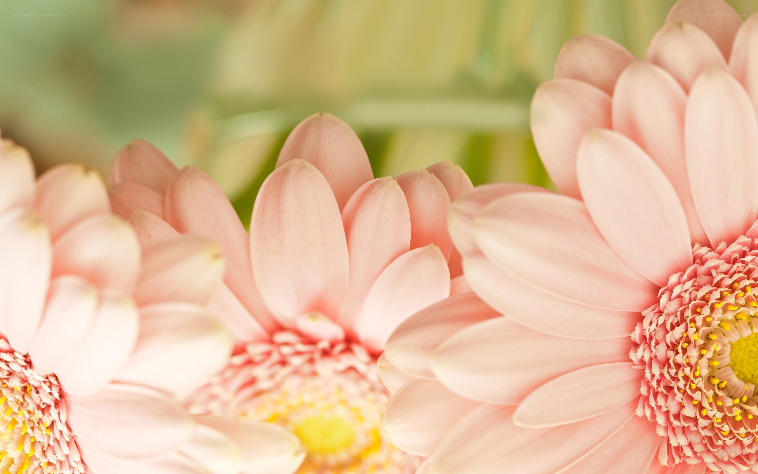 Pink gerbera daisies close-up