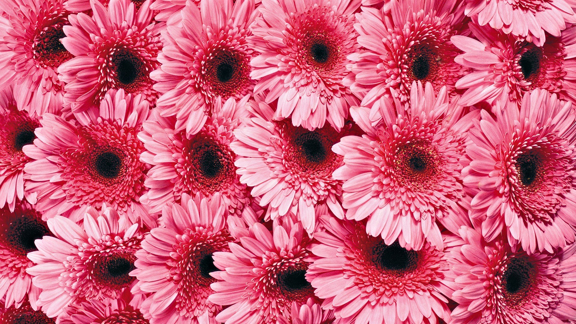 Pink gerbera daisies close-up