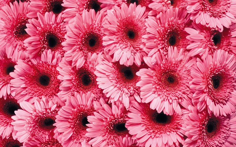 Pink gerbera daisies close-up