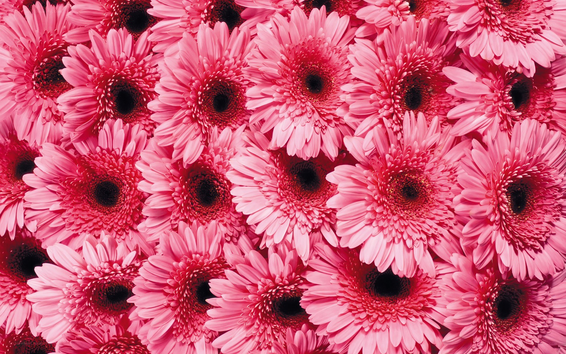 Pink gerbera daisies close-up