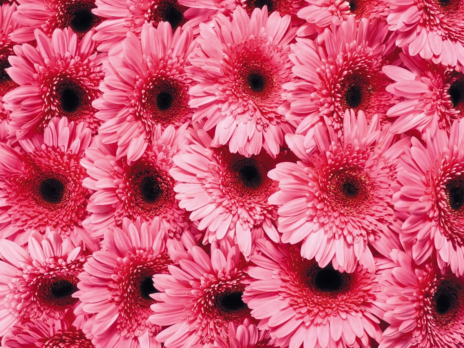 Pink gerbera daisies close-up