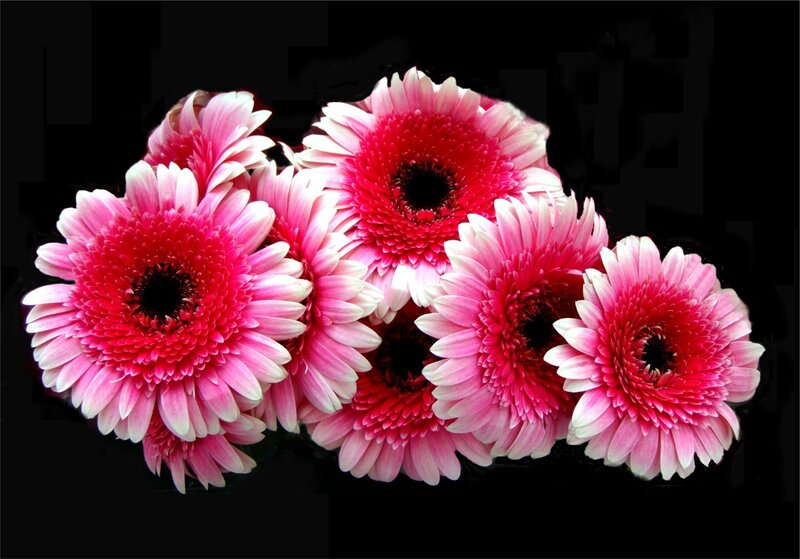Pink Gerbera Daisies — Dramatic, Photograph, Flowers