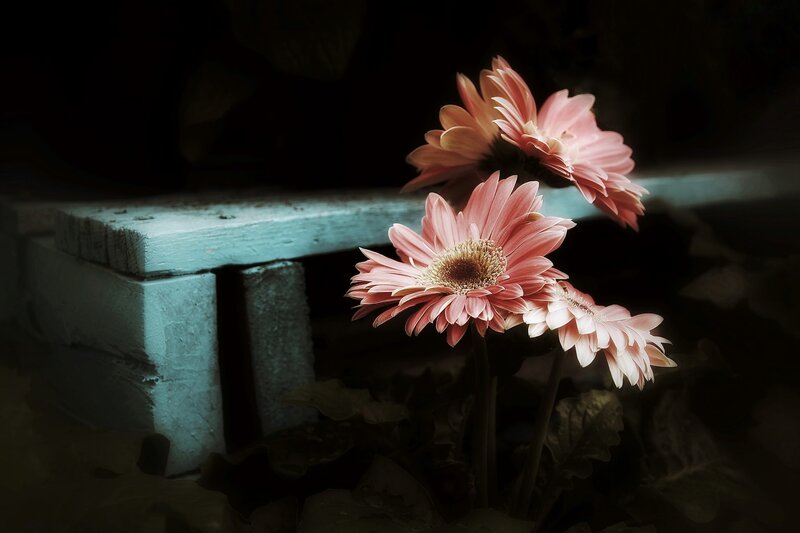 Pink Gerbera Daisies — Dramatic, Photograph, Flowers, Wooden Bench