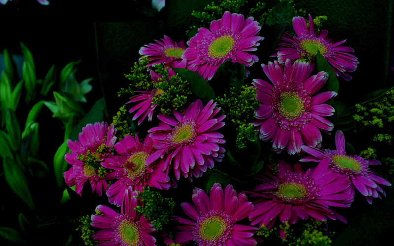 Pink Gerbera Daisies — Dramatic, Photograph, Green Leaves