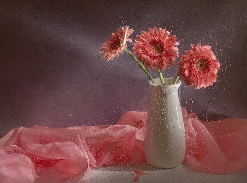 Pink Gerbera Daisies — Dramatic, Photograph