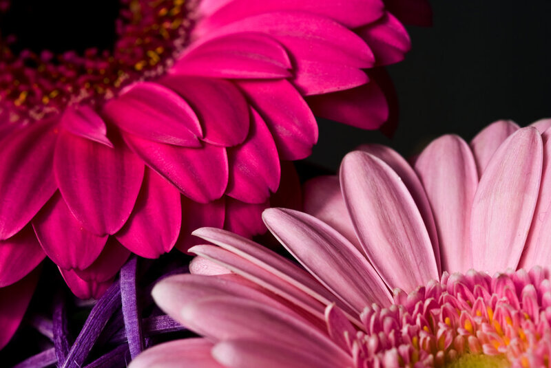 Pink Gerbera Daisies — Dramatic