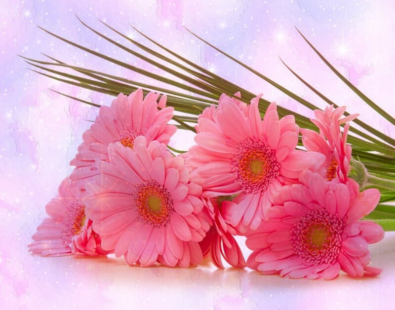 Pink Gerbera Daisies — Dreamy