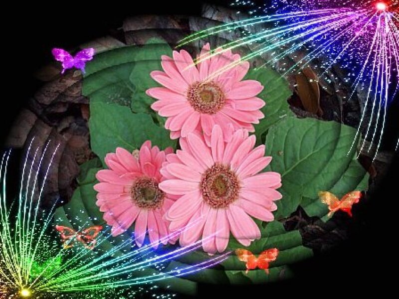 Pink Gerbera Daisies — Festive, Night
