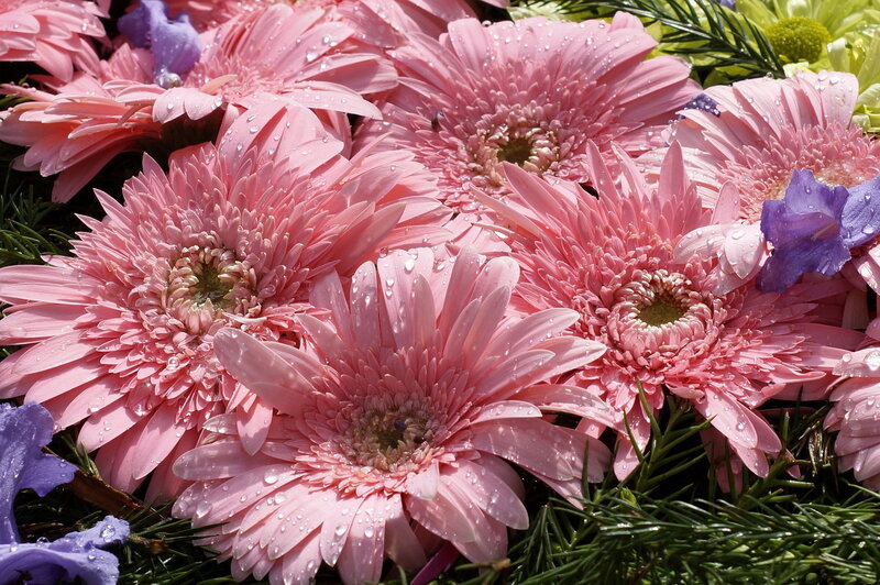 Pink Gerbera Daisies — Fresh