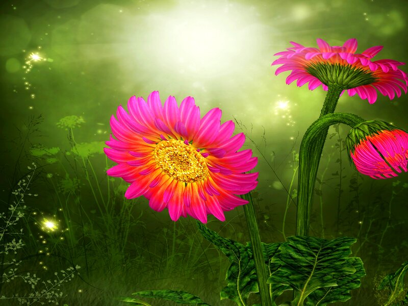 Pink Gerbera Daisies — Green