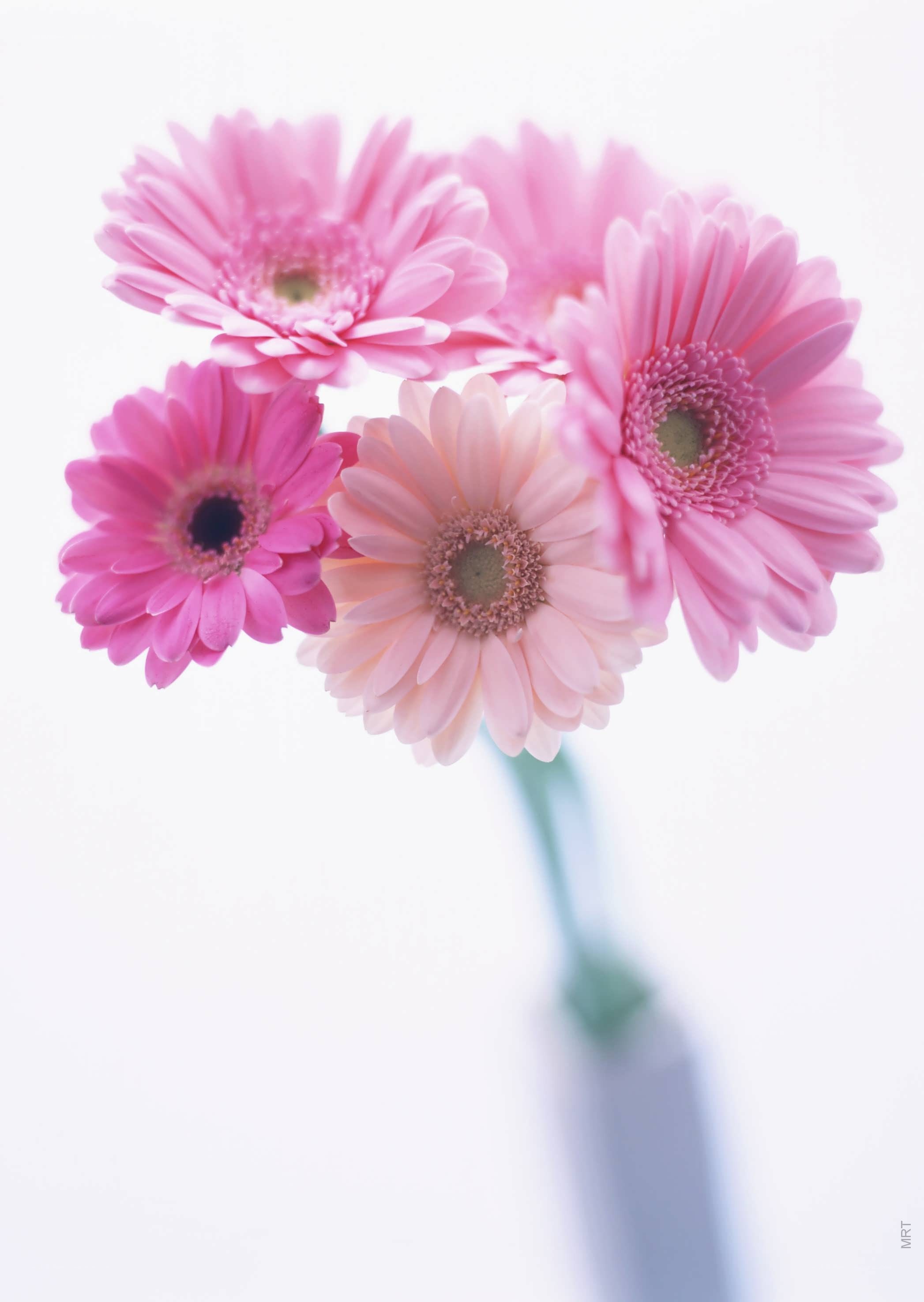 Pink gerbera daisies in a vase