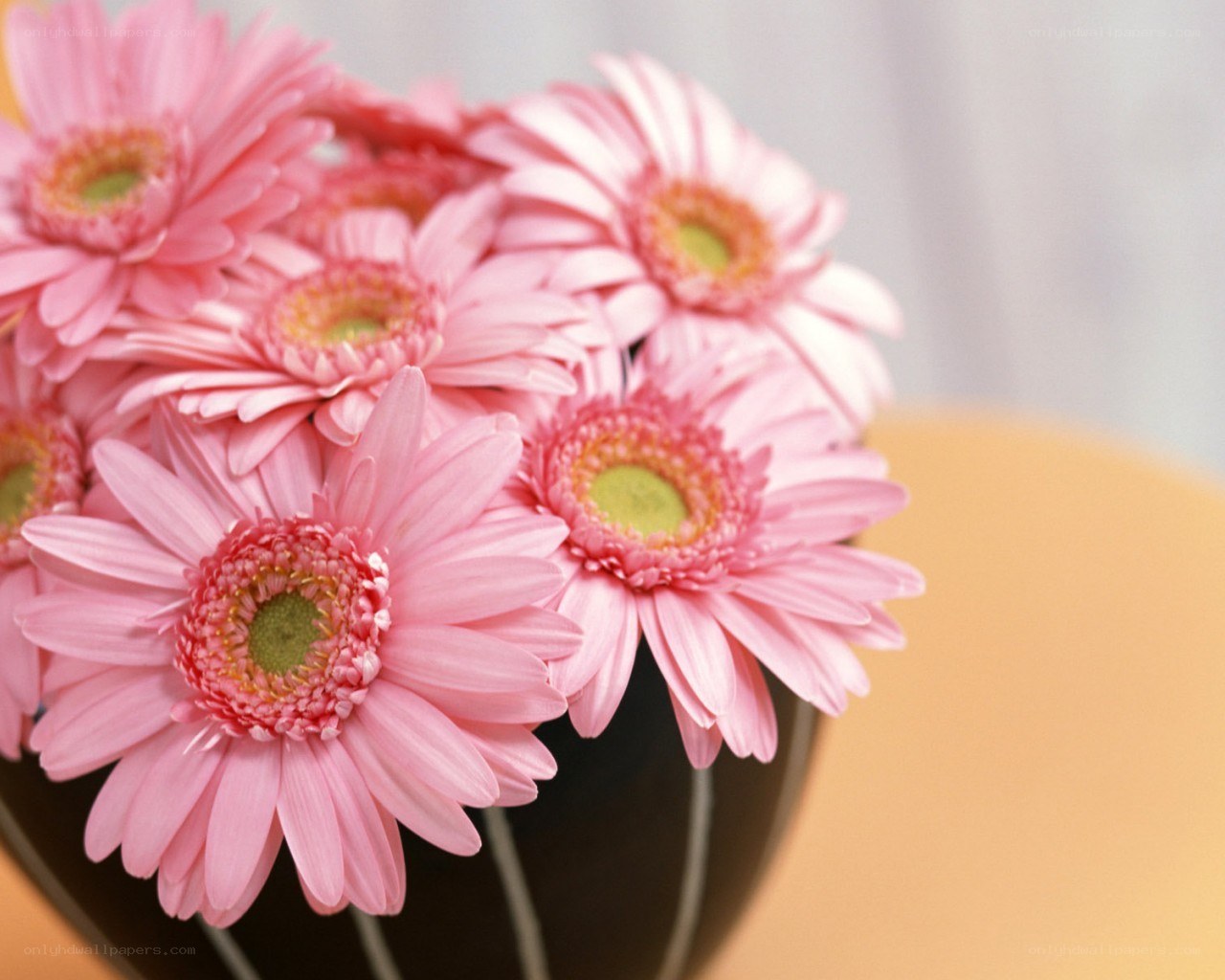 Pink gerbera daisies in a vase