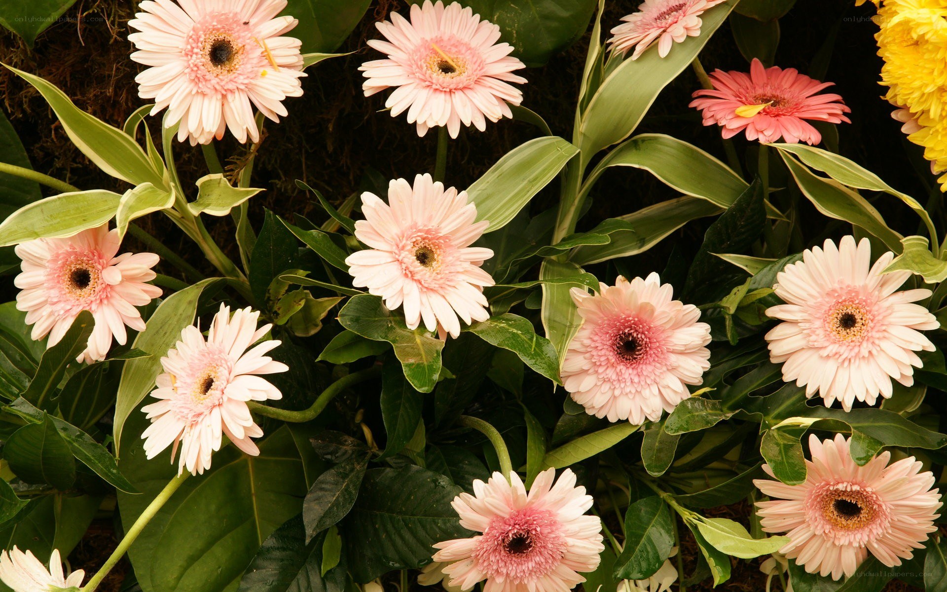 Pink gerbera daisies in bloom