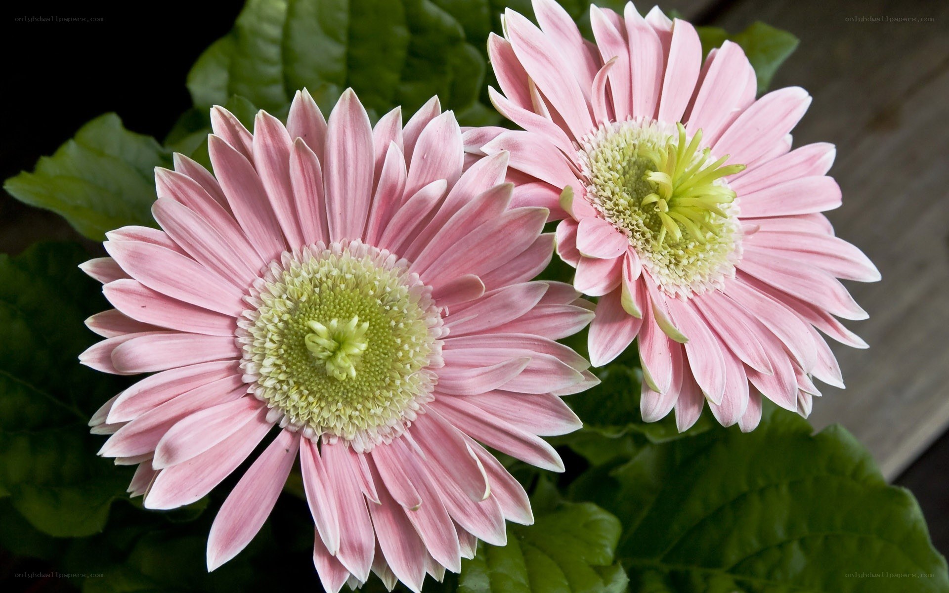 Pink gerbera daisies in bloom
