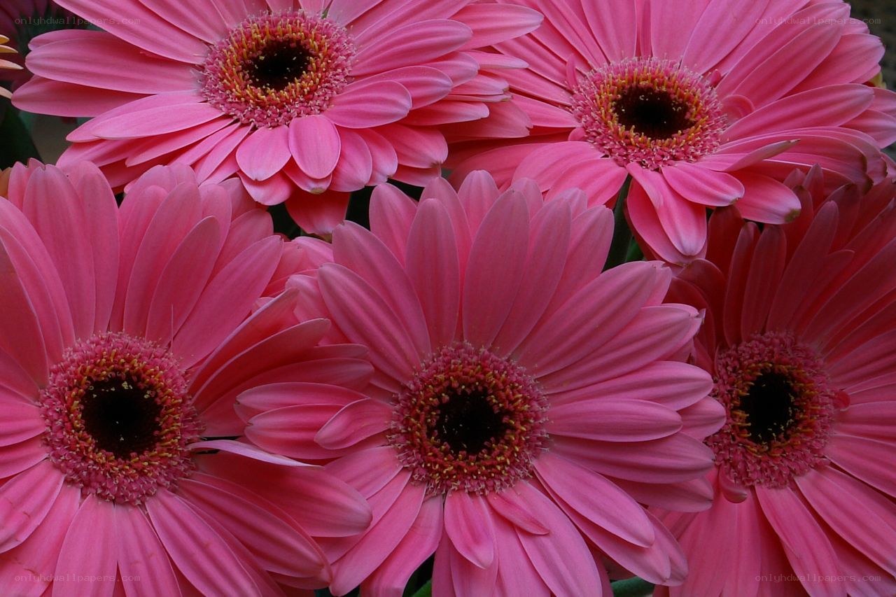 Pink gerbera daisies in bloom