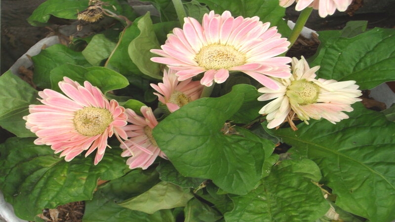 Pink gerbera daisies in bloom