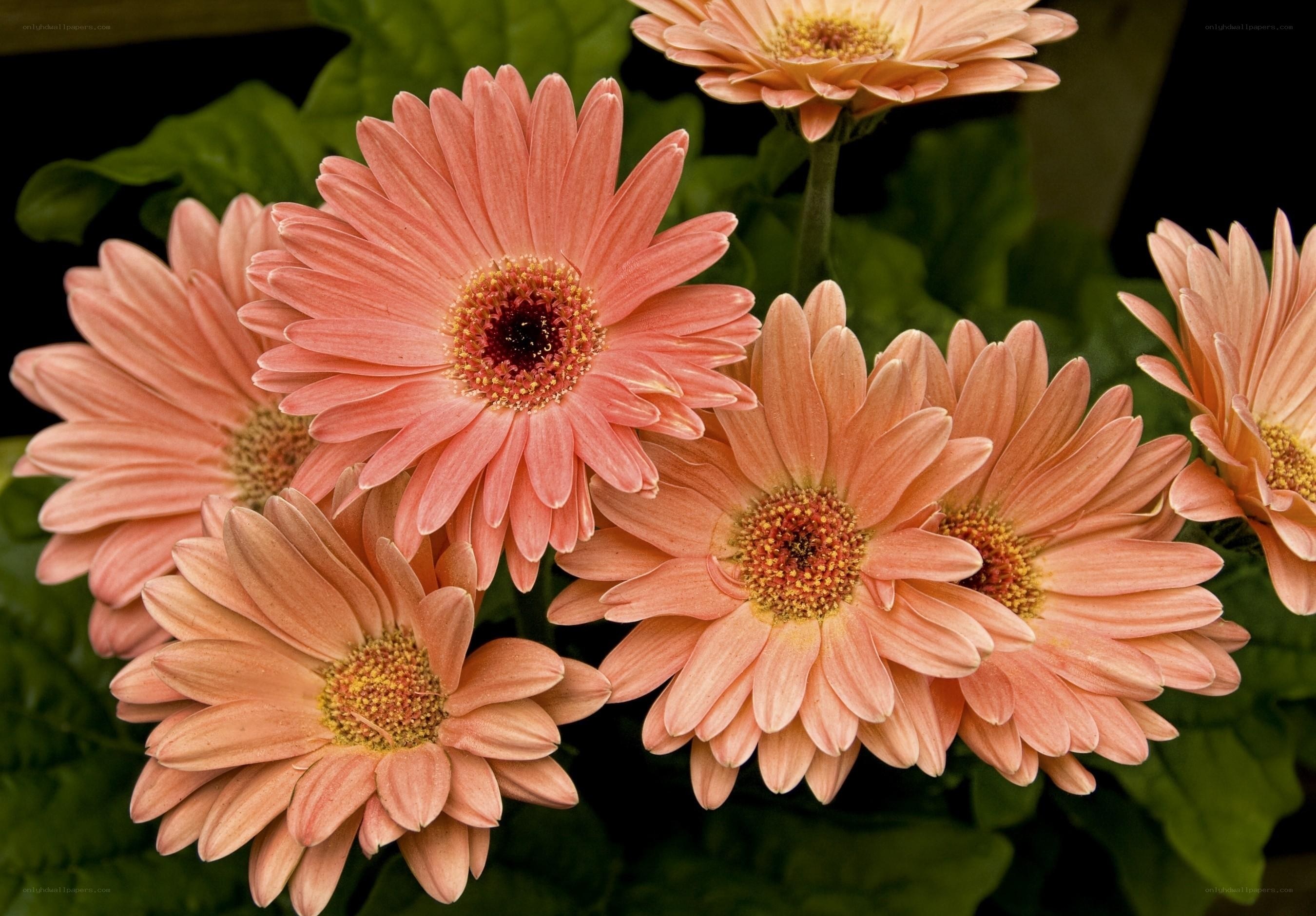 Pink gerbera daisies in bloom