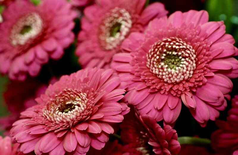 Pink gerbera daisies in bloom