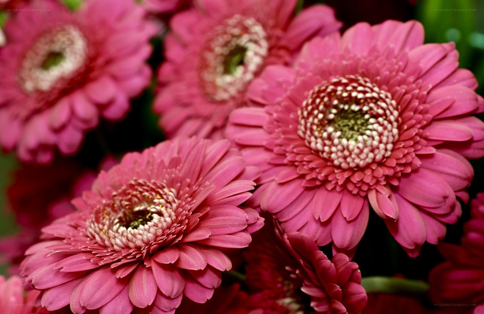 Pink gerbera daisies in bloom
