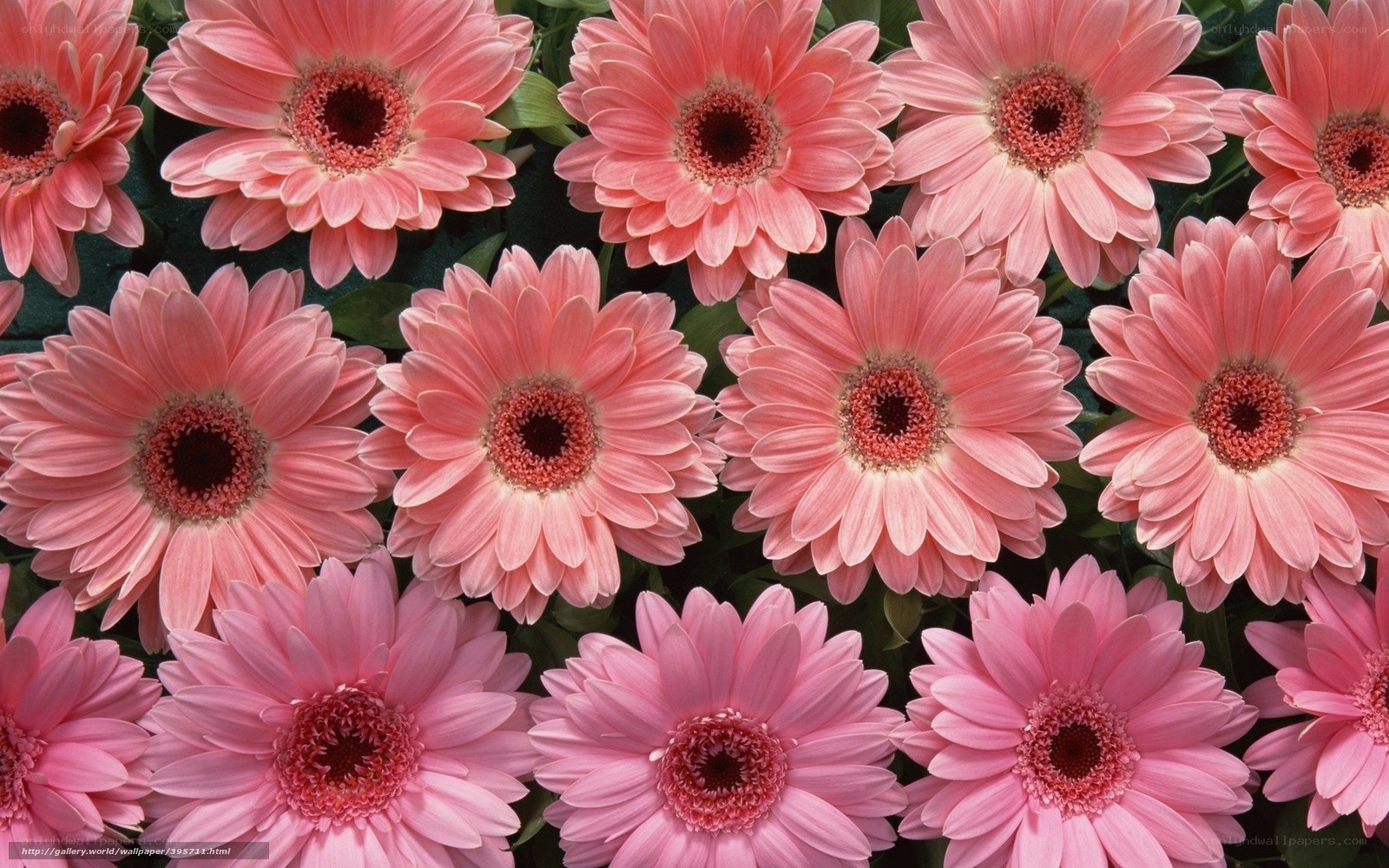 Pink gerbera daisies in bloom