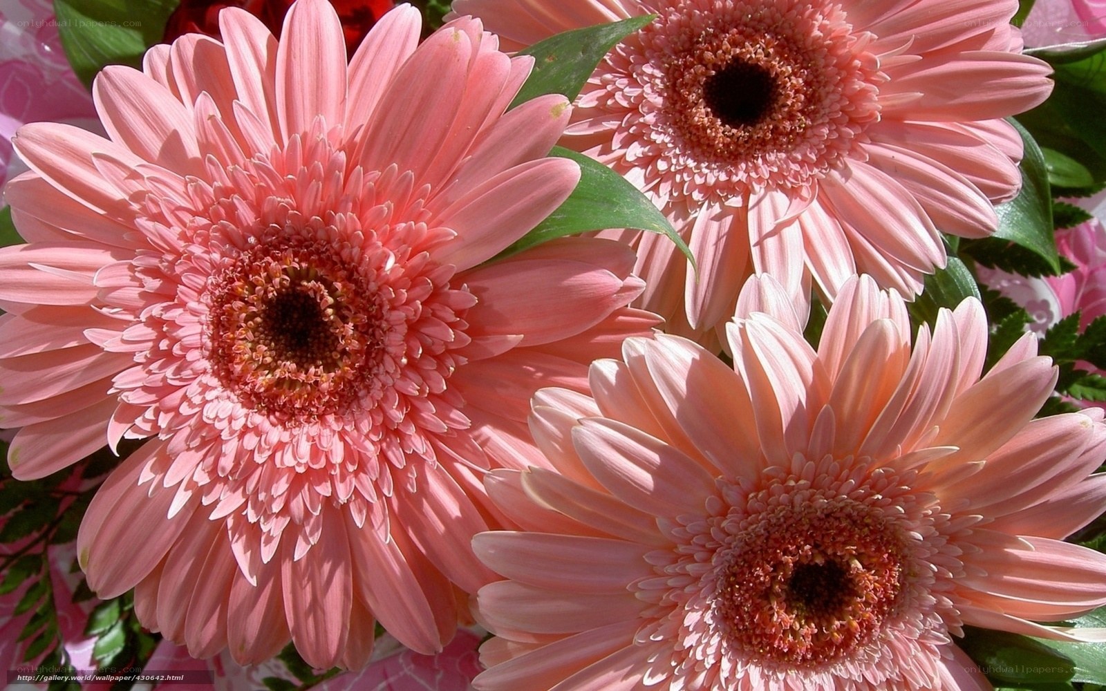 Pink gerbera daisies in bloom