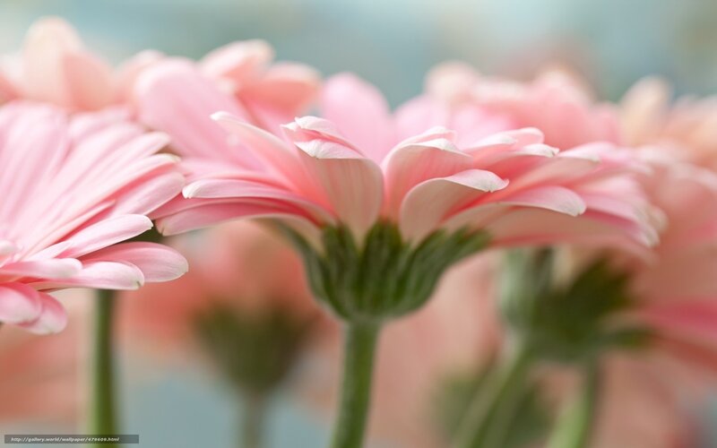 Pink Gerbera Daisies in Bloom