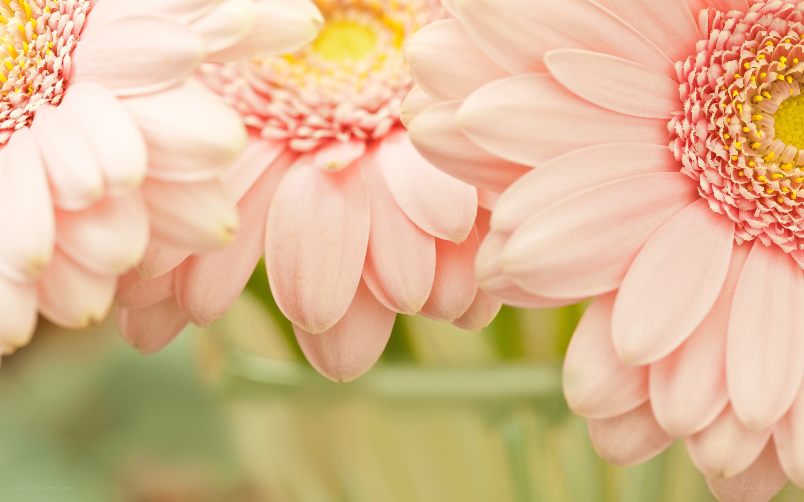 Pink gerbera daisies in bloom