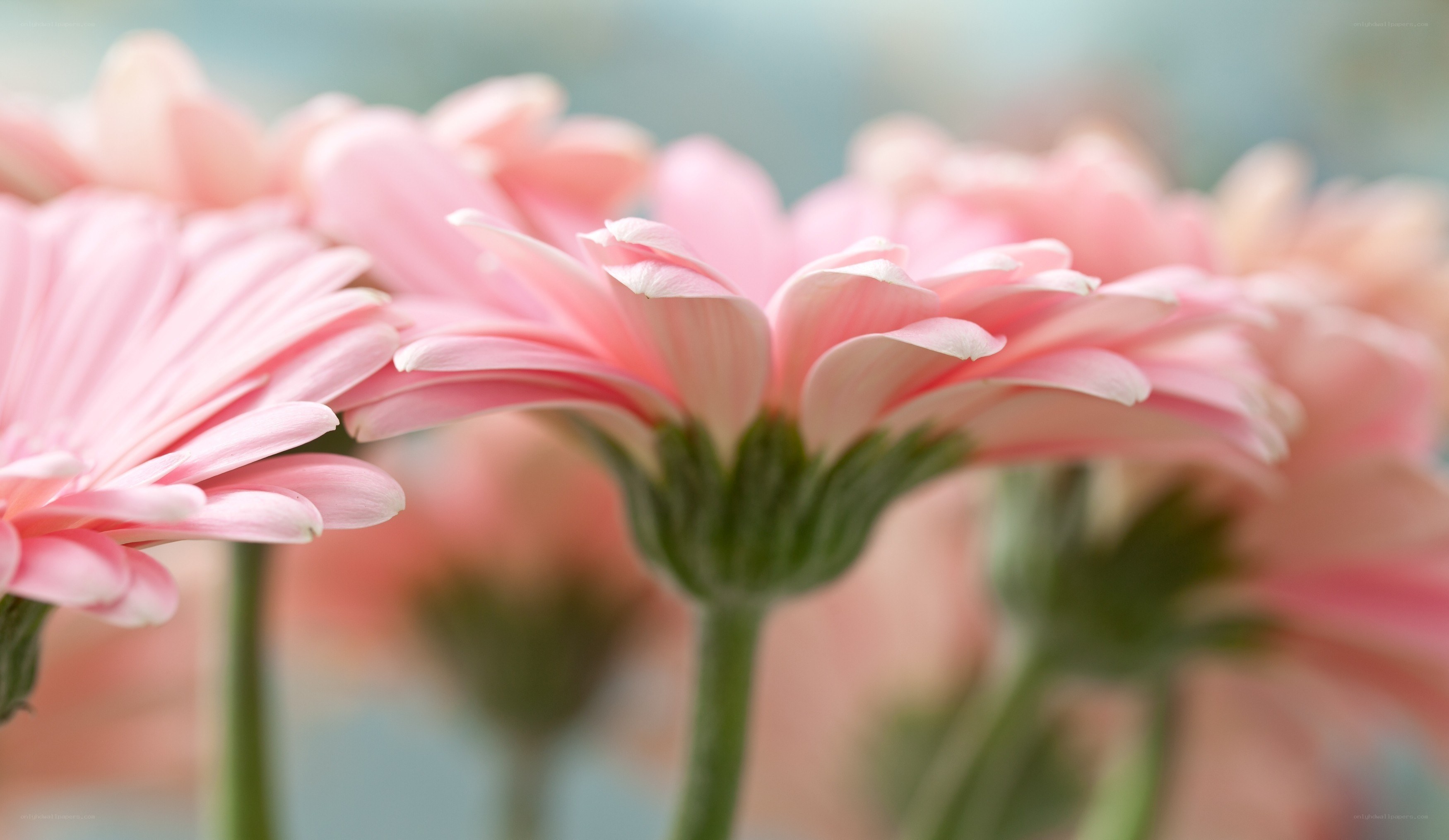 Pink gerbera daisies in focus