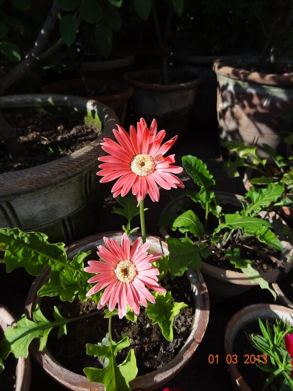 Pink gerbera daisies in pots