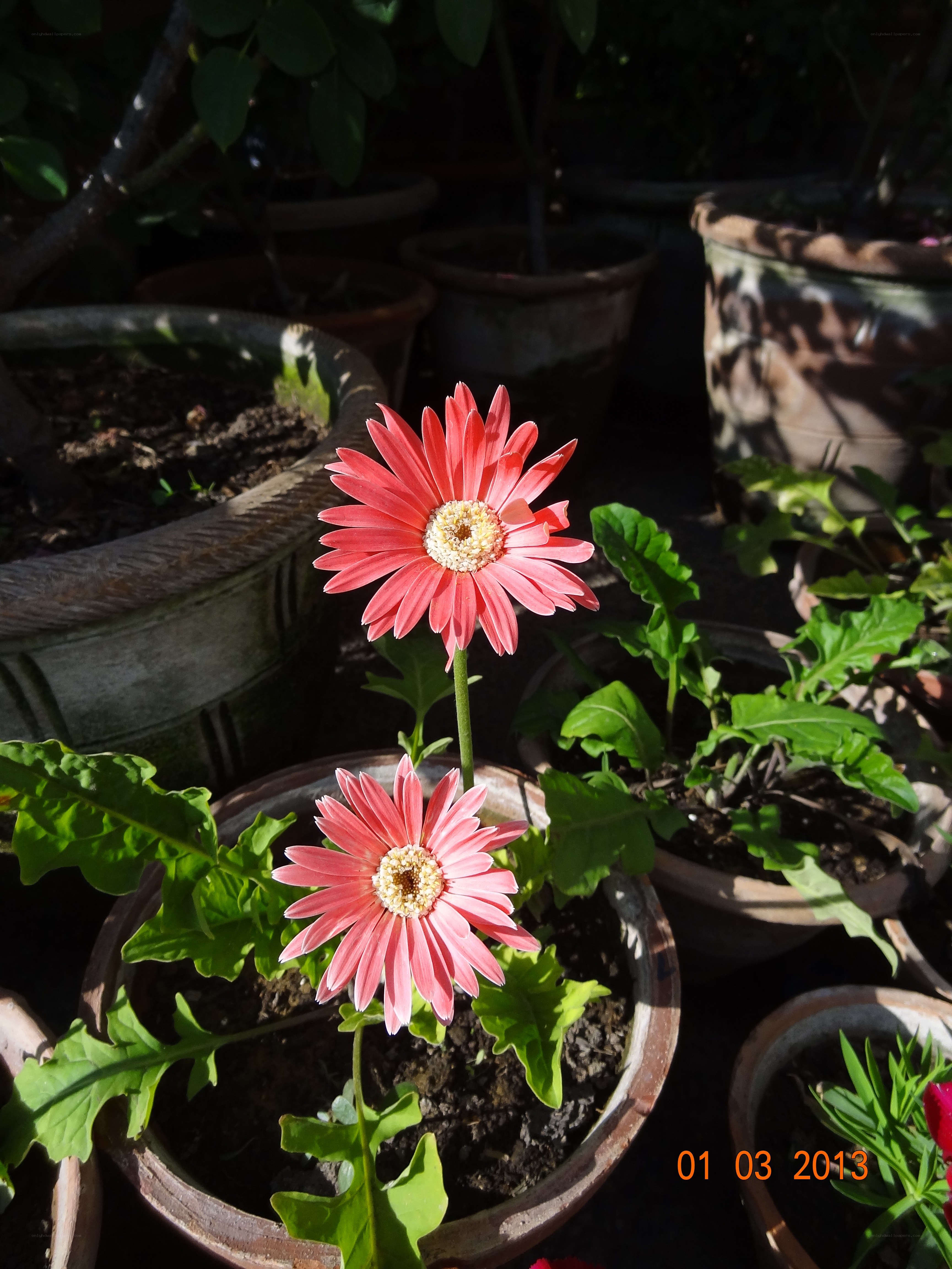 Pink gerbera daisies in pots