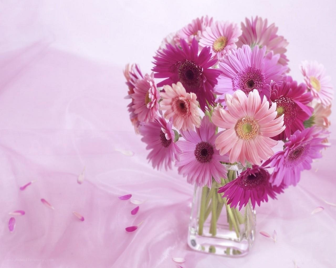 Pink gerbera daisies in vase