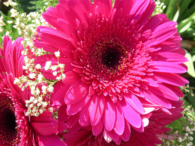 Pink Gerbera Daisies — Magenta