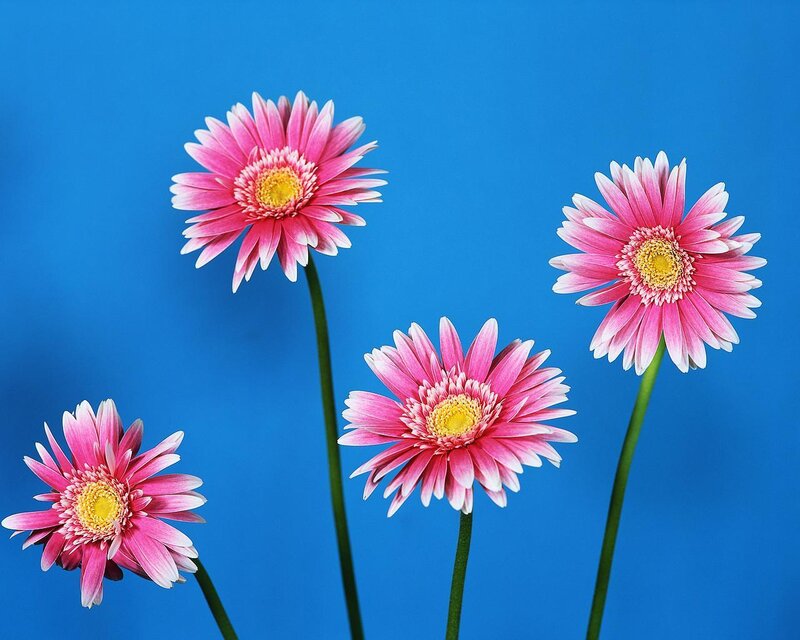 Pink gerbera daisies on blue