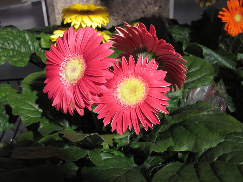 Pink Gerbera Daisies — Red, Calm