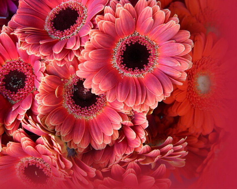 Pink Gerbera Daisies — Red