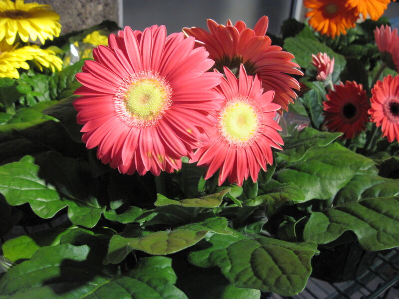 Pink Gerbera Daisies — Red, Vibrant